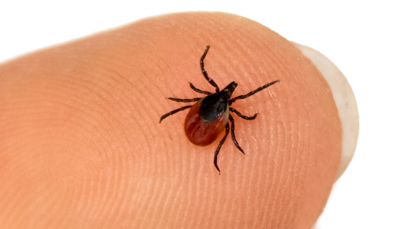 Lyme-kór szűrés és kezelése elérhető klinikánkon